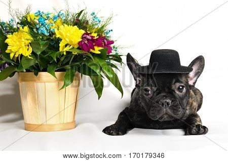 French bulldog sitting or lying in the hat next to a spring bouquet in a basket on a white background isolated