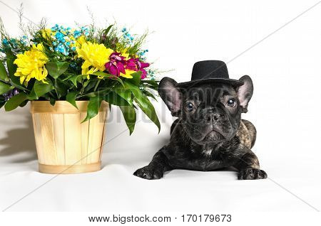 French bulldog sitting or lying in the hat next to a spring bouquet in a basket on a white background isolated