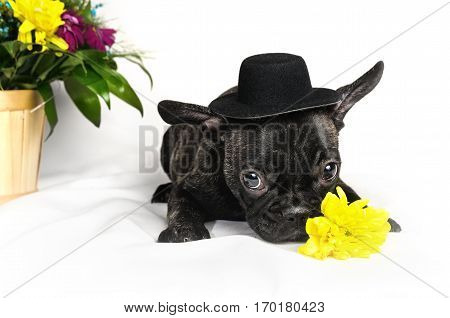 French bulldog sitting or lying in the hat next to a spring bouquet in a basket on a white background isolated