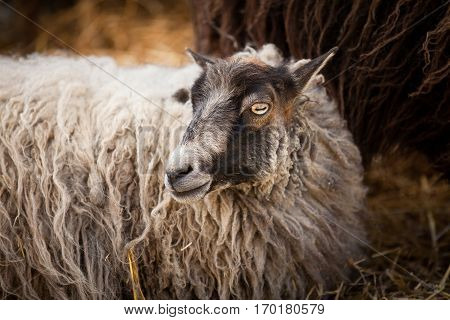wooly sheep from Ouessant with bright yellow eye