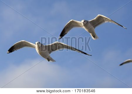 Seabird flying in movement with blue sky background