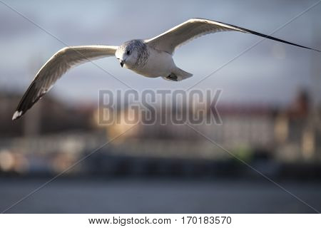Seabird flying in movement above the sea