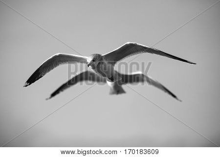 Black and white Seabird flying in movement