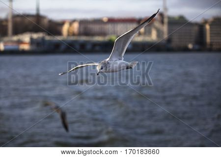 Seabird flying in movement over the sea with Helsinski city in the background