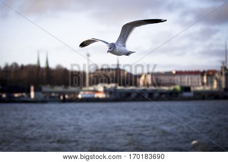 Seabird flying in movement over the sea with Helsinski city in the background