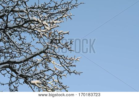 Winter tree branches covered with snow on background of blue sky with clouds