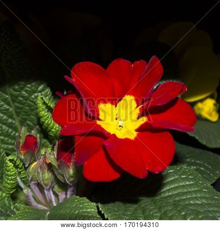 Flower Primrose close up on a black background.