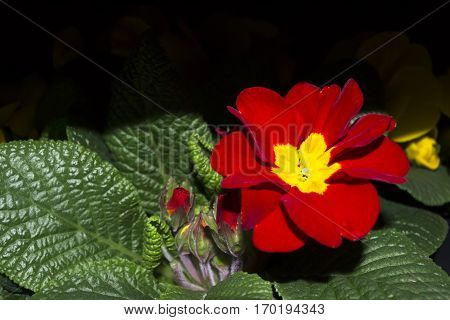 Flower Primrose close up on a black background.