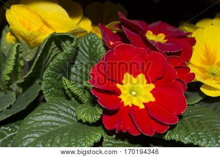 Flower Primrose close up on a black background. Selective focus.