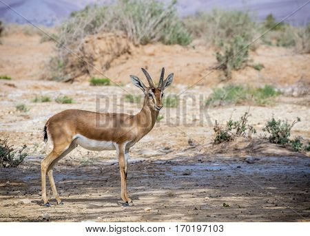 Dorcas gazelle (Gazella dorcas) inhabits nature desert reserve near Eilat, Israel