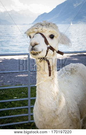 funny alpaca smile and teeth; white llama close-up