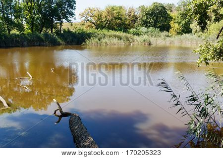 Lake near forest with reflection, reed in Taul Park, north of Moldova