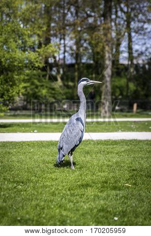 Great Blue Heron (Ardea herodias) on the grass in the park