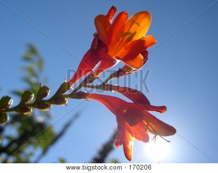 Fiori d'arancio