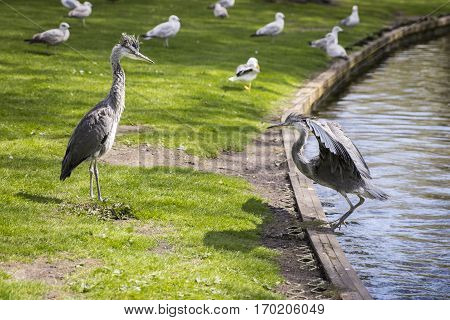 Courtship display of a couple of great blue herons in the park