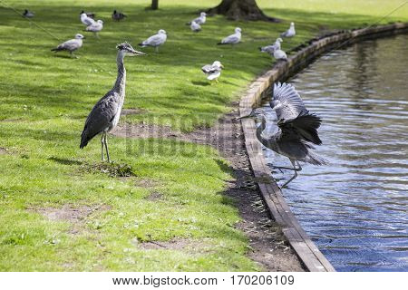 Courtship display of a couple of great blue herons in the park
