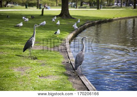Great Blue Heron (Ardea herodias) on the grass in the park