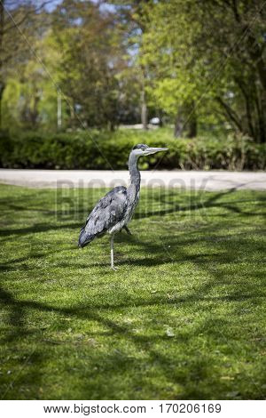 Great Blue Heron (Ardea herodias) on the grass in the park