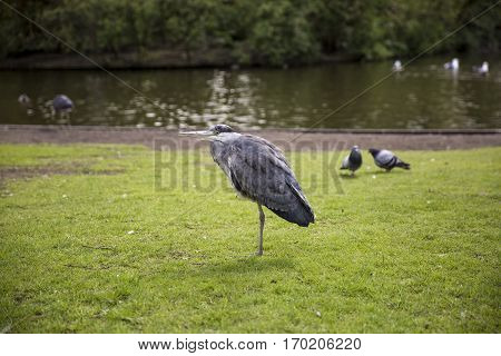 Great Blue Heron (Ardea herodias) on the grass in the park