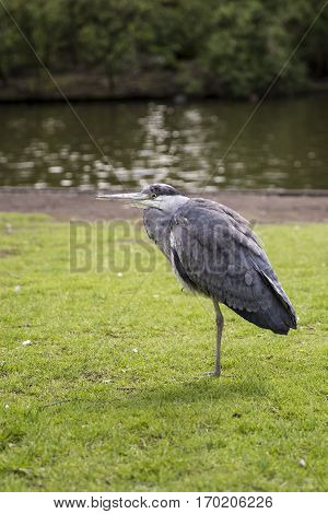 Great Blue Heron (Ardea herodias) on the grass in the park