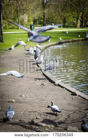 Great Blue Heron (Ardea herodias) surrounded by pigeons flying around in the park