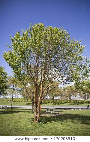 Birchbark Cherry or Prunus serrula tree with copper colored bark