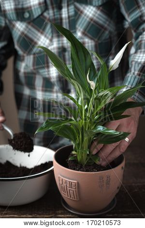 Man pours the earth in a pot with a flower Spathiphyllum vertical