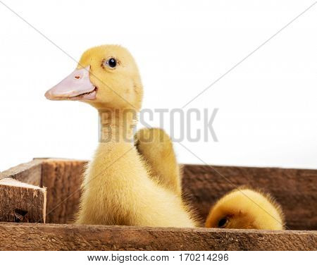 Little ducks in wooden crates