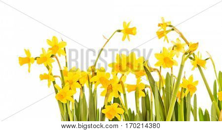 Yellow daffodils isolated on white background