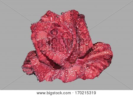 Red rose in a spray of water on a gray background.