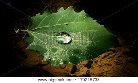 A leaf floating on the water with al large water drop