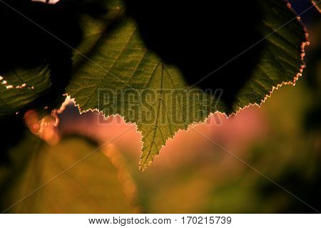 A jagged leaf of the forest in thesunset