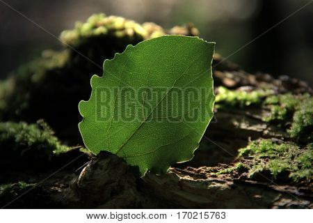 A single leaf in the sunlight of the forest