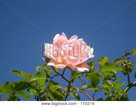 Rose Rosa