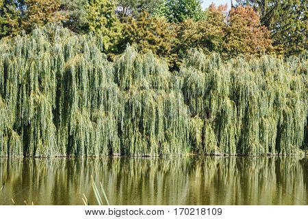 Willow trees at the lake with reflection, central park in Edinet city, north of republic of Moldova