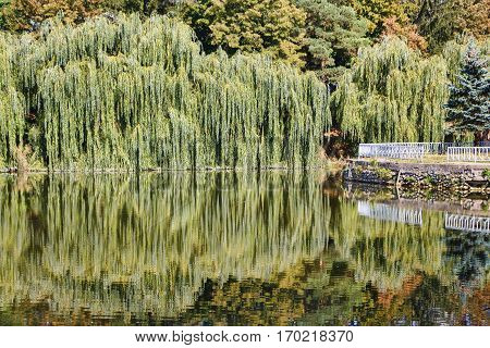 Willow trees at the lake with reflection, central park in Edinet city, north of republic of Moldova