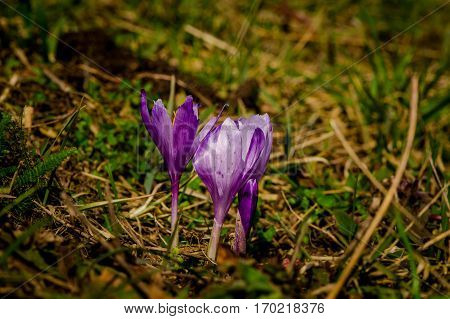 Beautiful wild crocus in carpathian forest,Romania