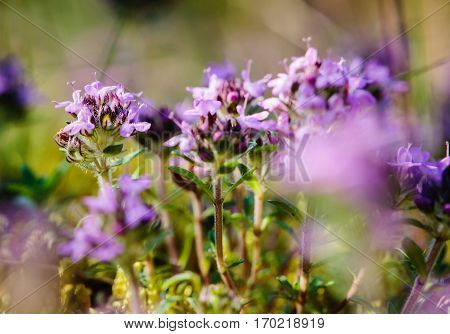 Closeup Of Wild Thyme (thymus Serpyllum) In The Forest