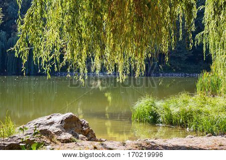 Willow trees at the lake with reflection, central park in Edinet city, north of republic of Moldova
