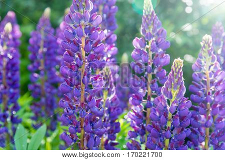 blooming purple lupines with drops of dew on a sunny summer day