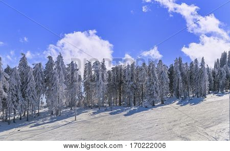 Beautiful snow on the trees in carpathian mountains