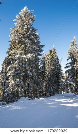 Beautiful snow on the trees in carpathian mountains