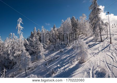 Beautiful snow on the trees in carpathian mountains