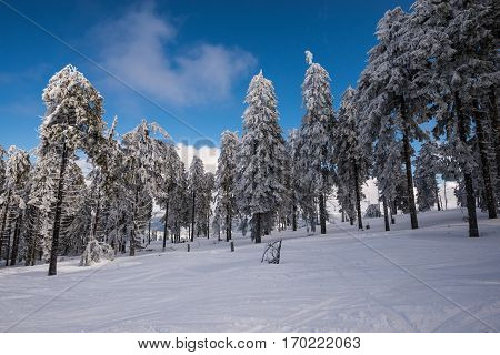 Beautiful snow on the trees in carpathian mountains