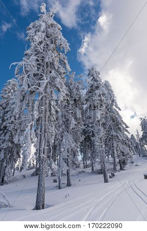 Beautiful snow on the trees in carpathian mountains