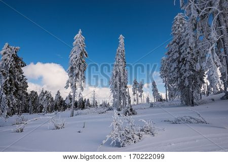 Beautiful snow on the trees in carpathian mountains