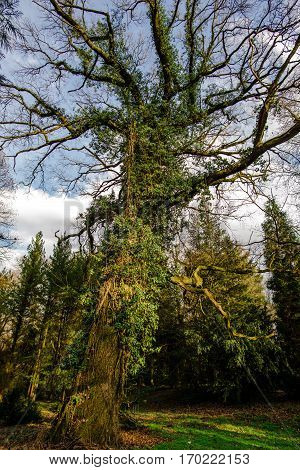 Big tree with plants on the trunk in the park
