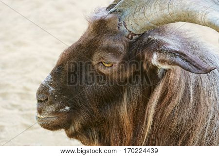 Portrait Of Goat
