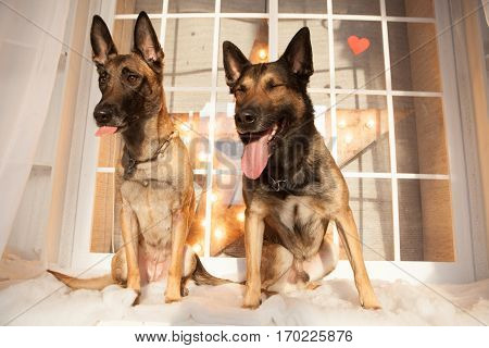 Two happy malinois dogs sitting on background