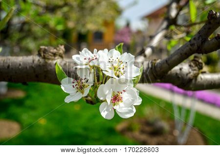 Beautiful white Pear blossom , spring time, in a garden